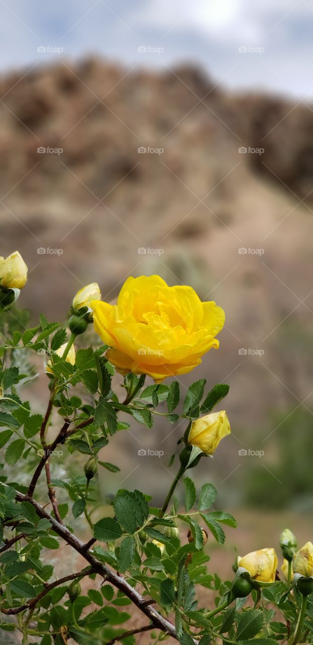 Wild Yellow Roses