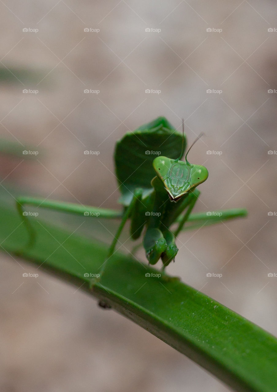 Green praying-mantis 