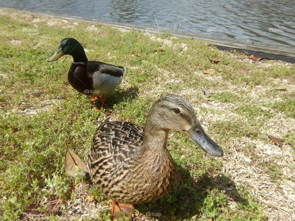 утки дикие попрошайничают