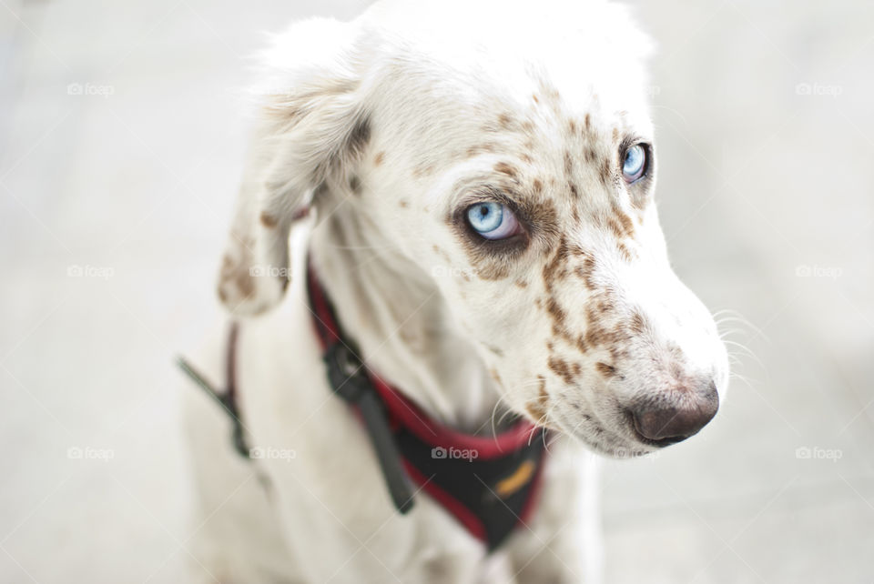 blue eyed dog