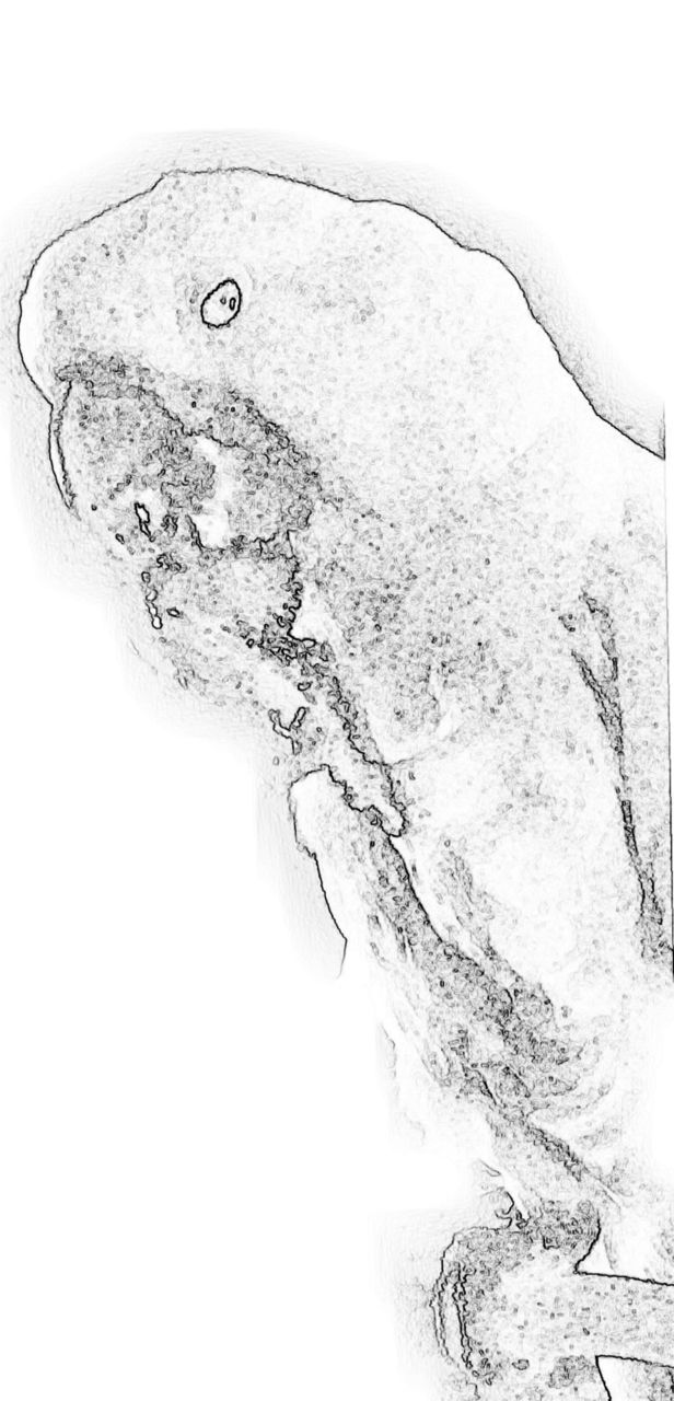 Cockatoo eating a strawberry 