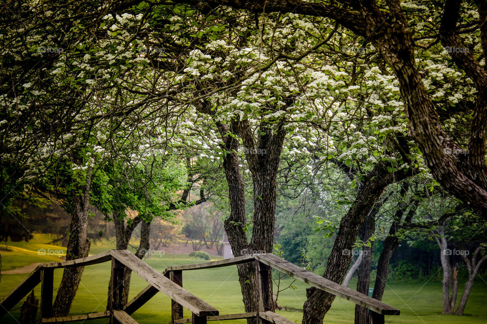 Spring morning in apple orchard