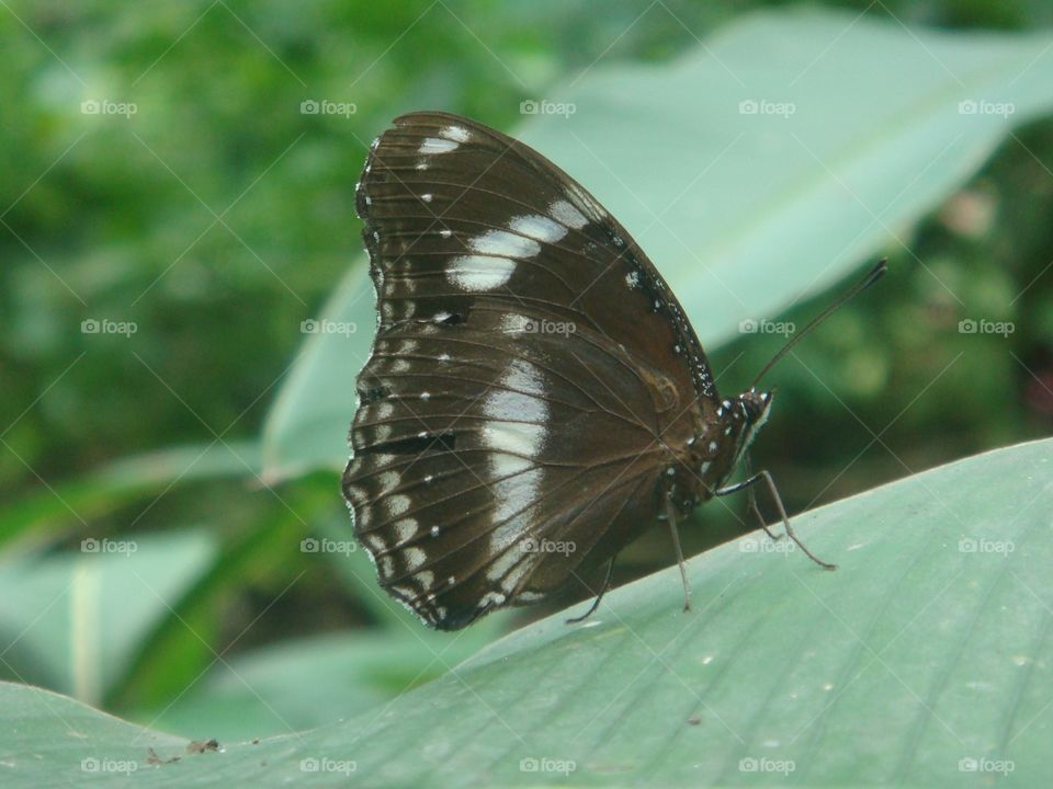 Black and white winged butterfly with missing wing parts on green leaf. 