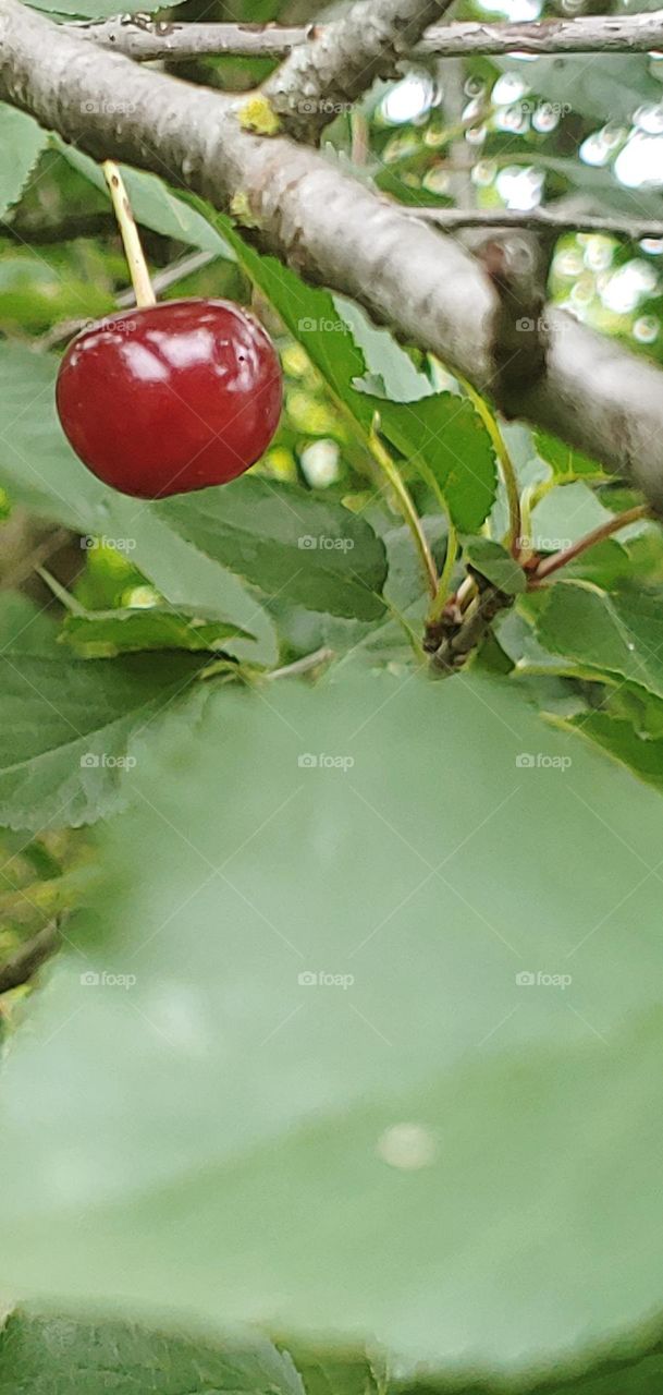 cherry tree