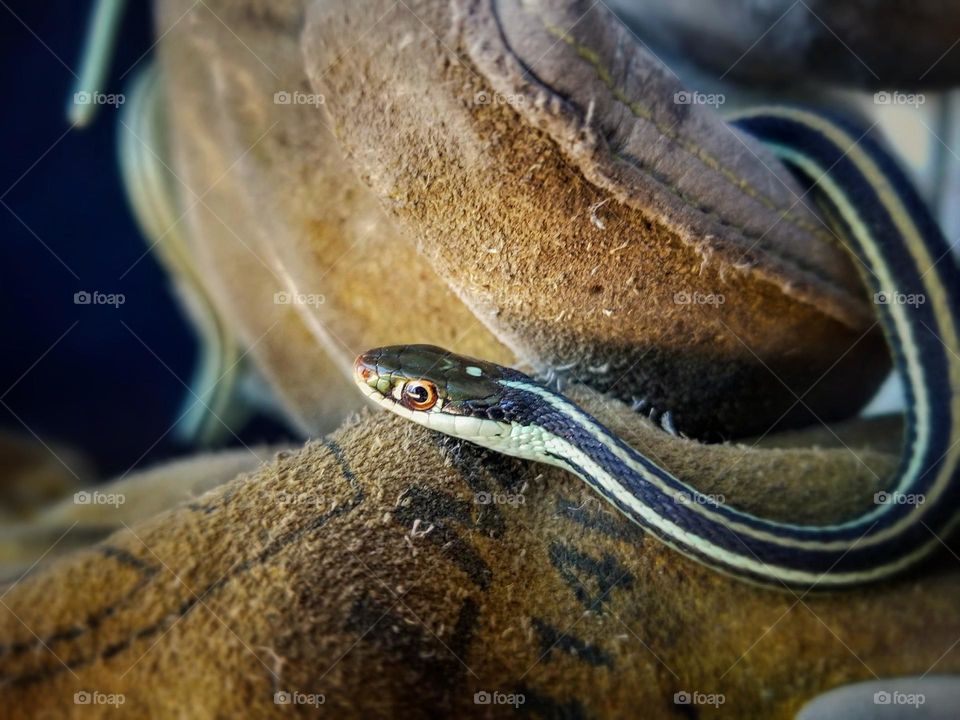 Fear of Snakes can be overwhelming, even when they are a small ribbon snake like this one.