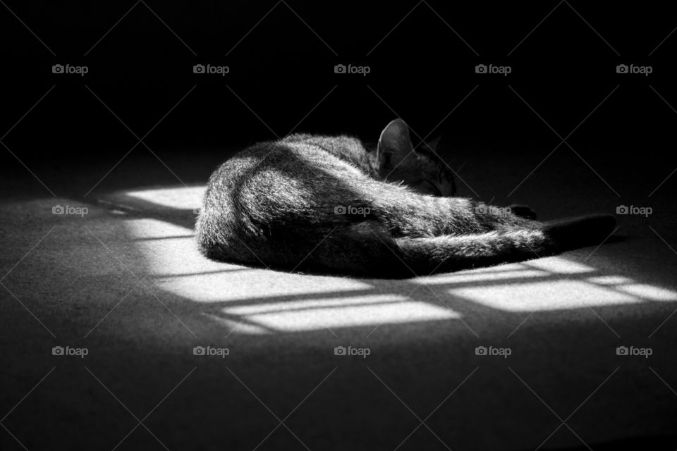 A cat sleeping under light