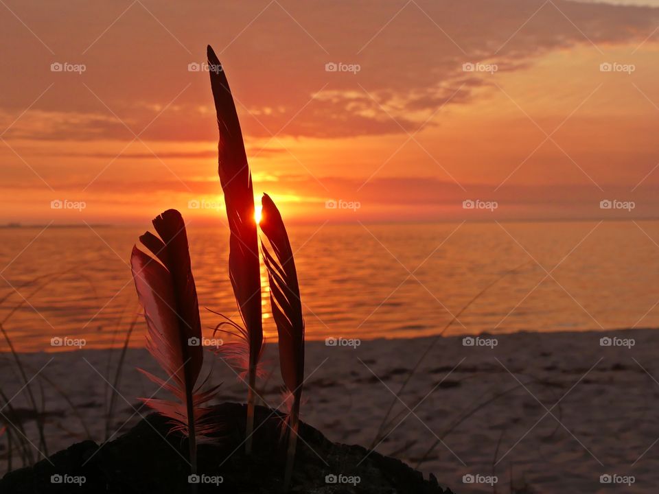 Beautiful sunset and feather silhouette