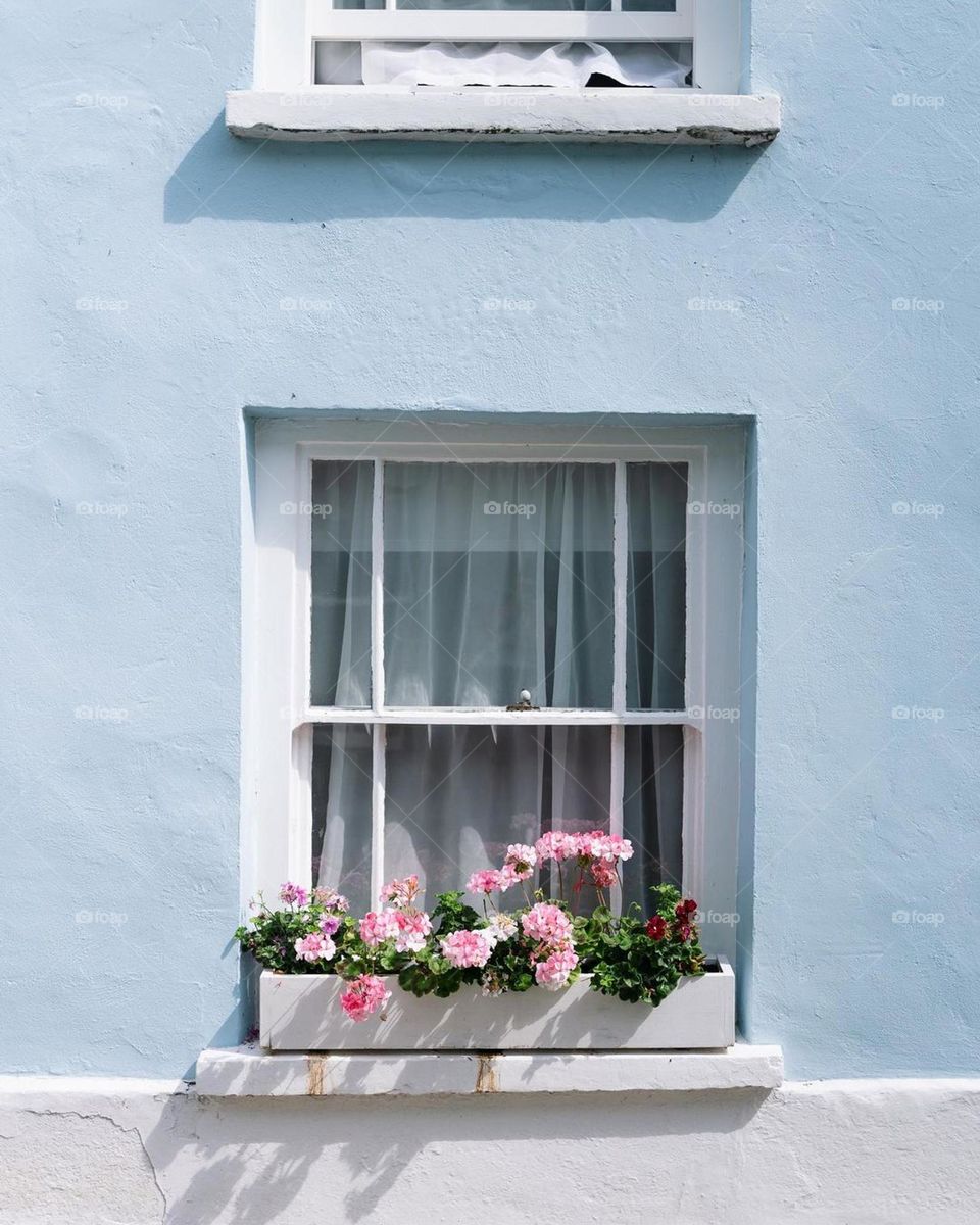 sunny day, nice window, nice plante, nice shot