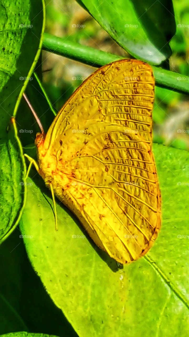 yellow butterfly