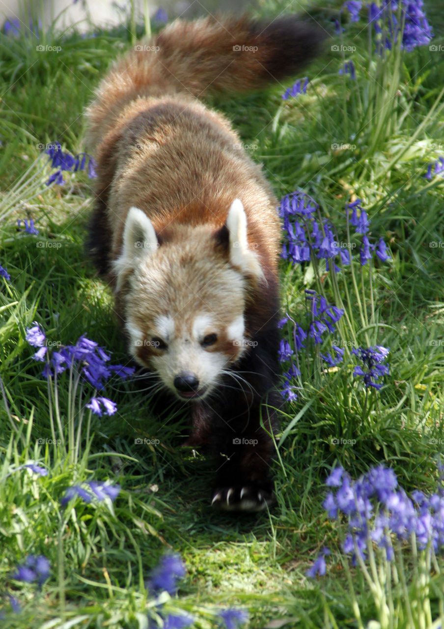 Red panda