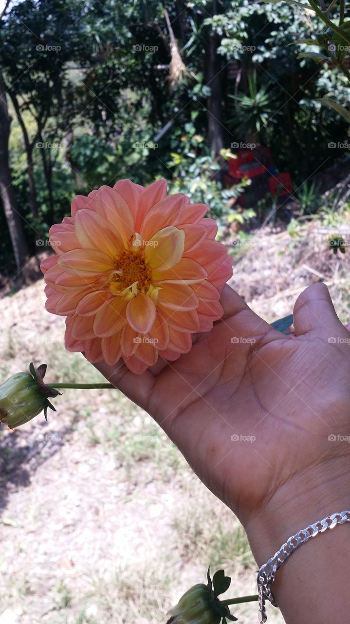 dahlia