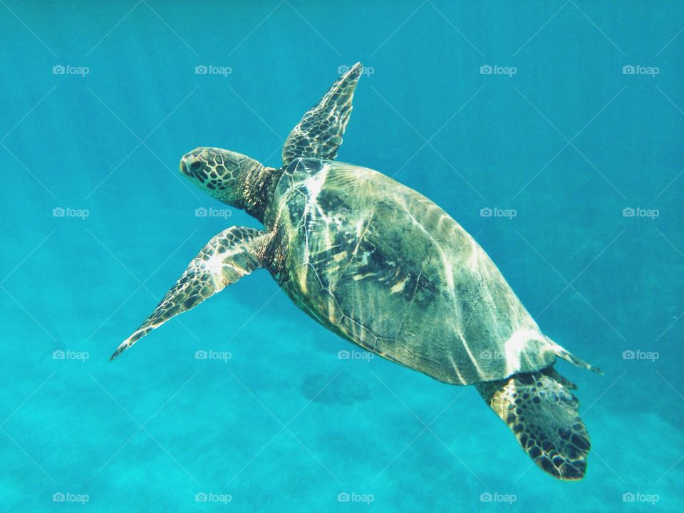 Swimming with Turtles. Swimming with a sea turtle in Maui, HI