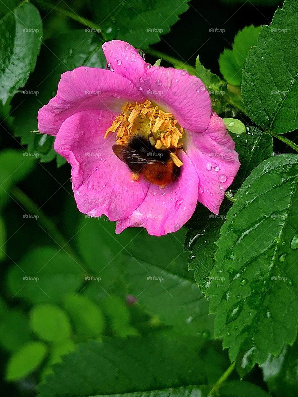 A pink rosehip flower with a bumblebee sitting on it.  Raindrops on flower petals and green leaves