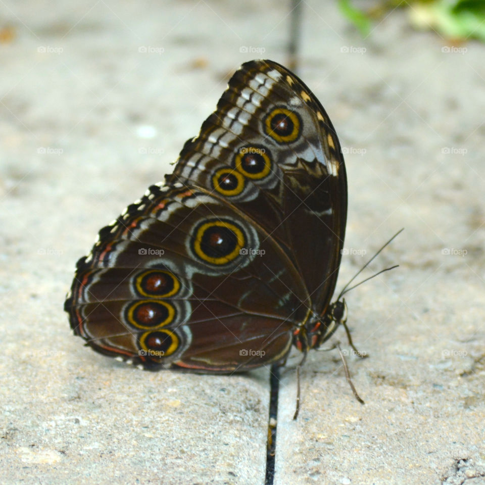 Butterfly in sanctuary