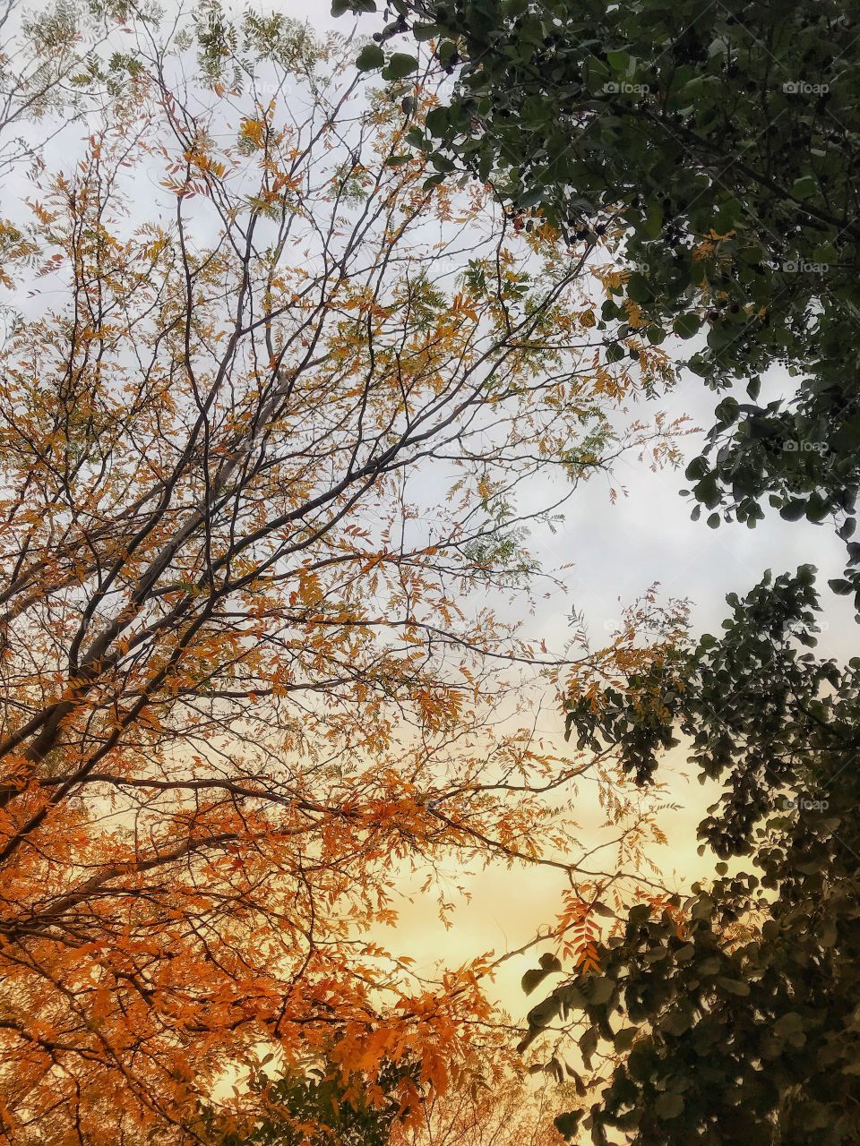 Leaves changing their color—taken in Munster, Indiana 