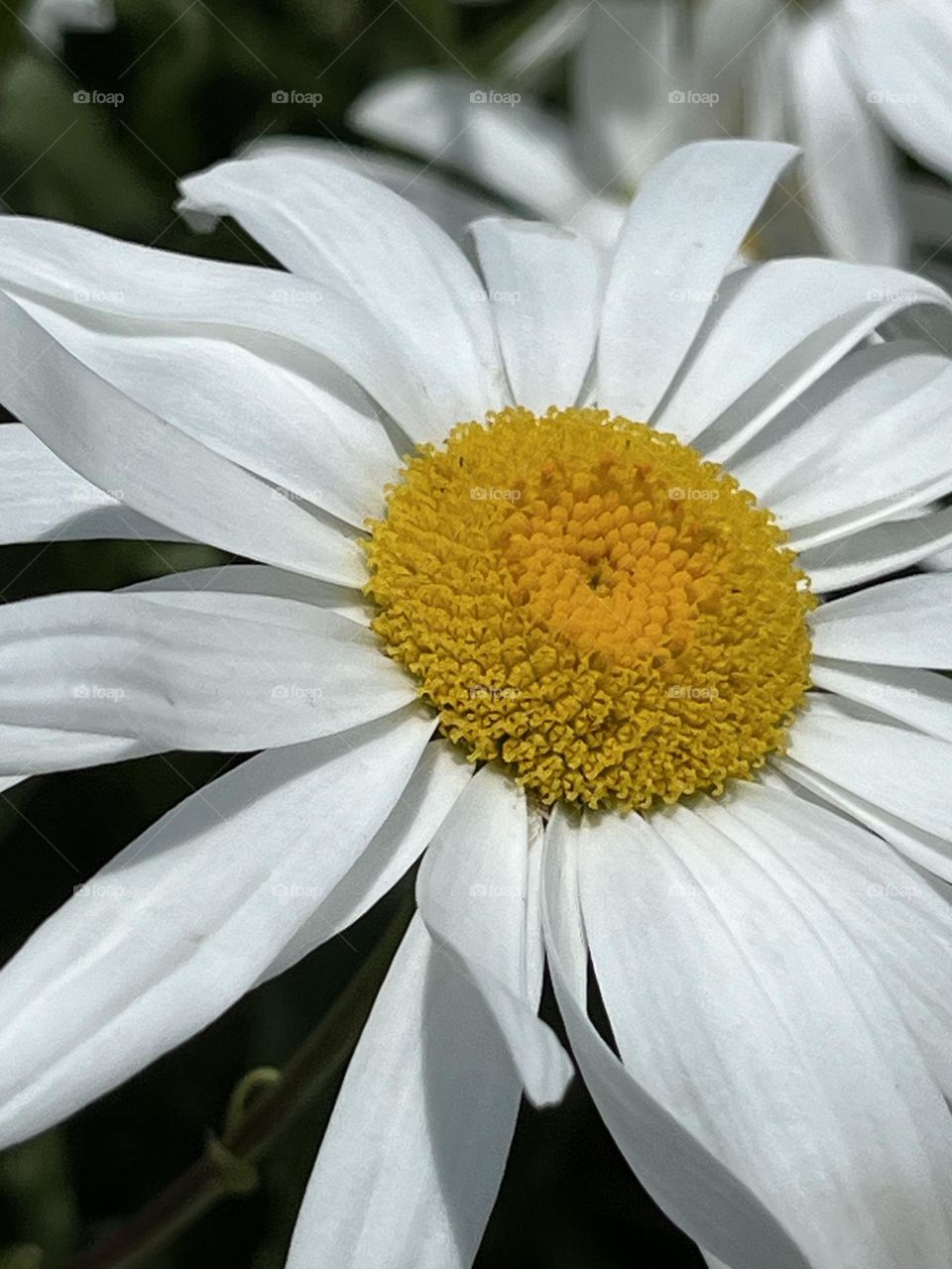 The simple joy of a white and yellow daisy.