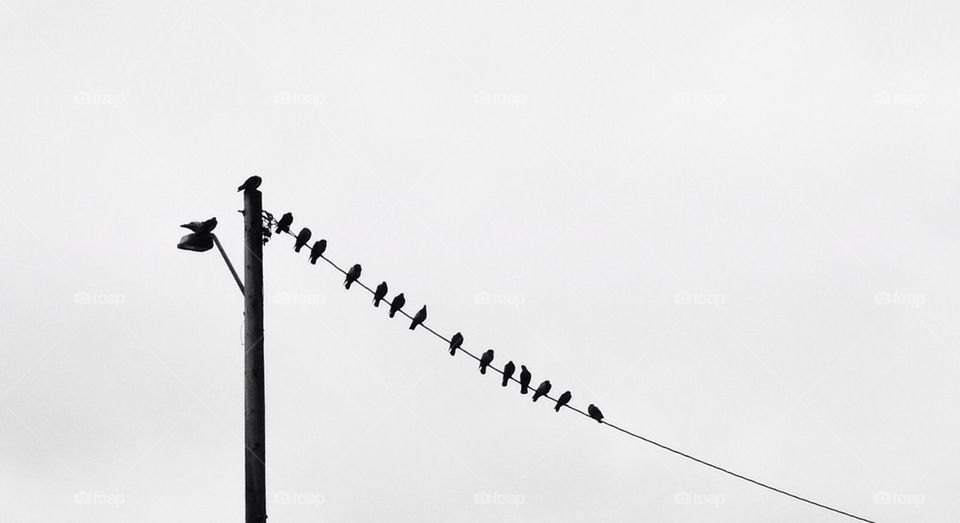 Birds on a wire