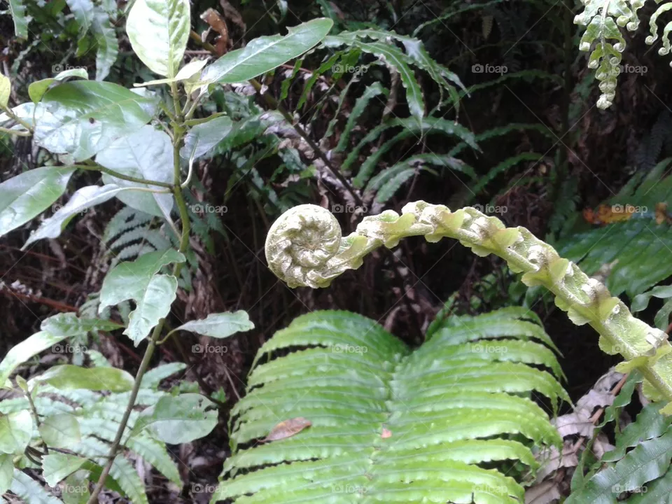 nz fern