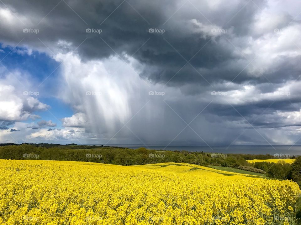 Fantastic fields of yellow, just beside the coastline. Beautiful clouds full of water