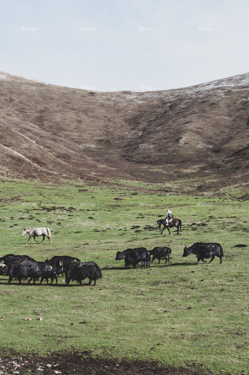 cowboy with some yaks, against mountains