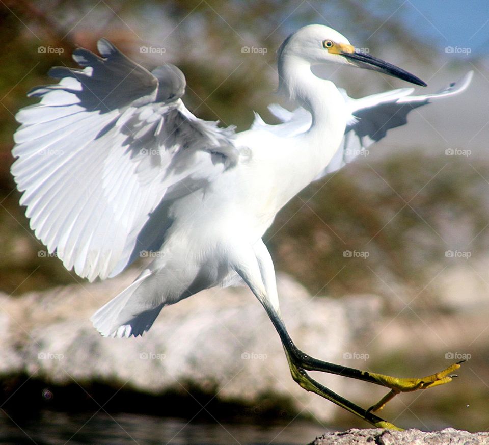 Snowy Egret Landing on Rock
