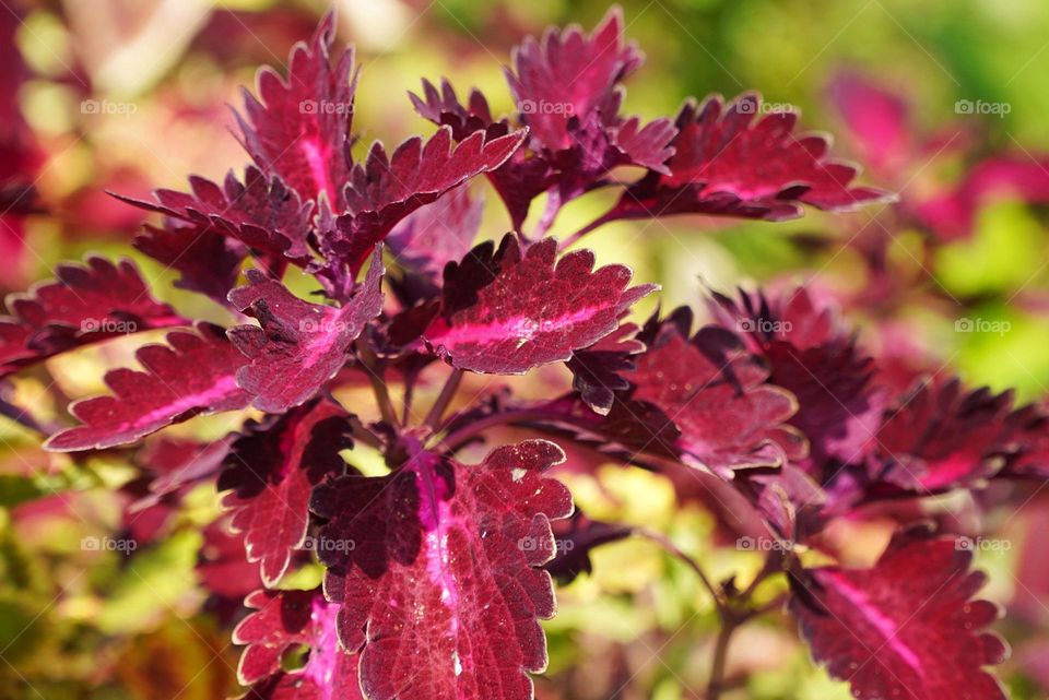 Coleus scutellarioides, native to southeast Asia through to Australia