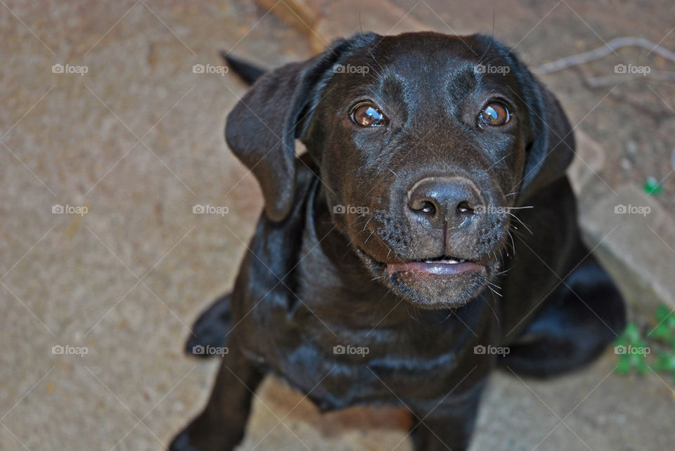 High angle view of dog