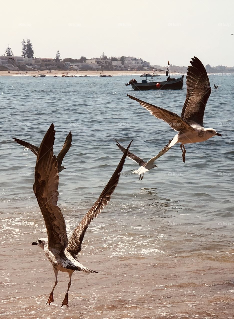 Birds flying 