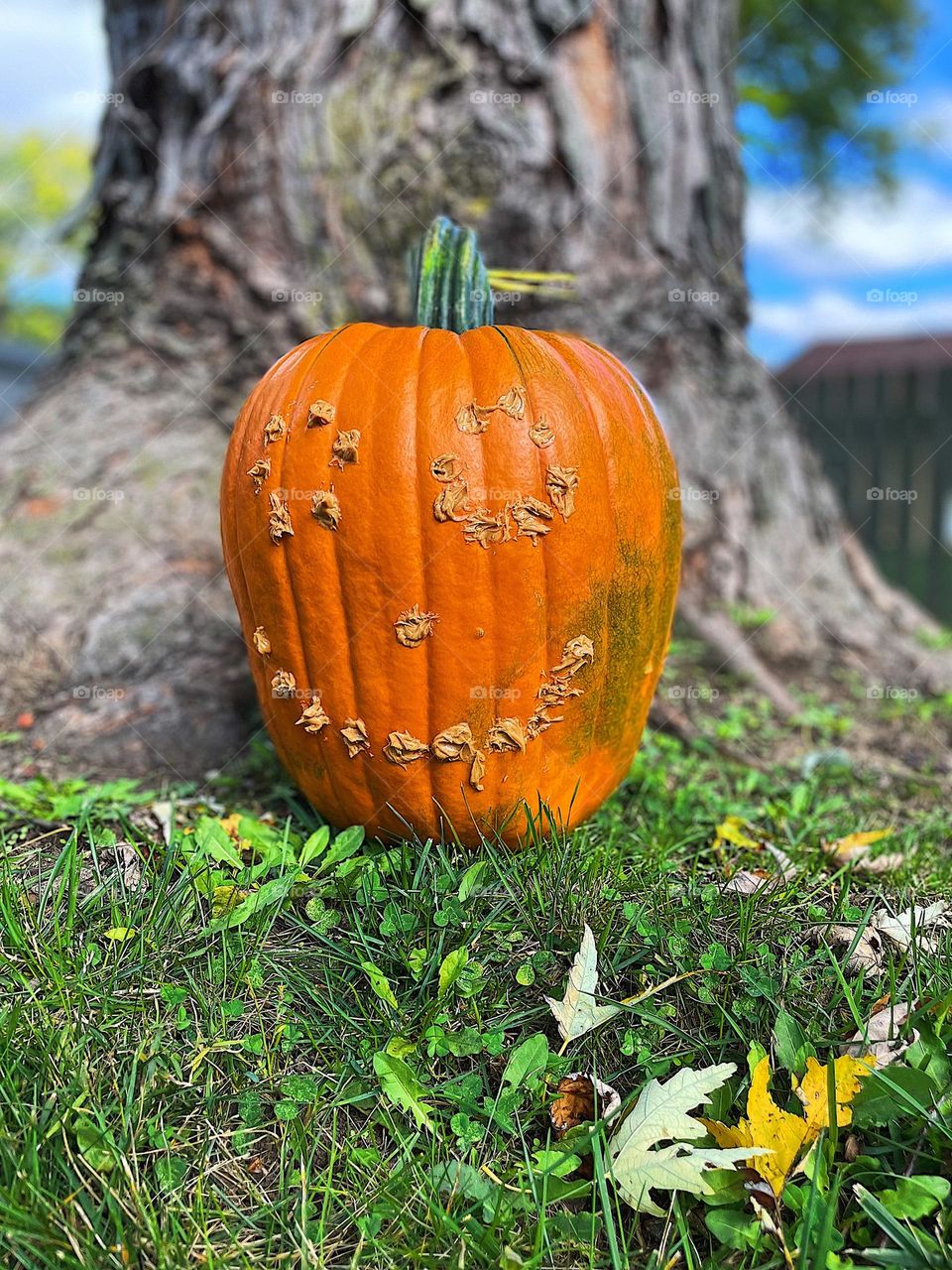 Happy Halloween pumpkin, pumpkin face filled with peanut butter, pumpkin for the wildlife, feeding the squirrels, fun pumpkin ideas, making jack o lanterns 