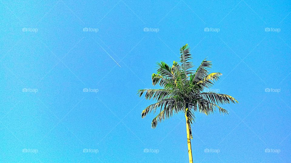 PALMITO JUÇARA CÉU AZUL