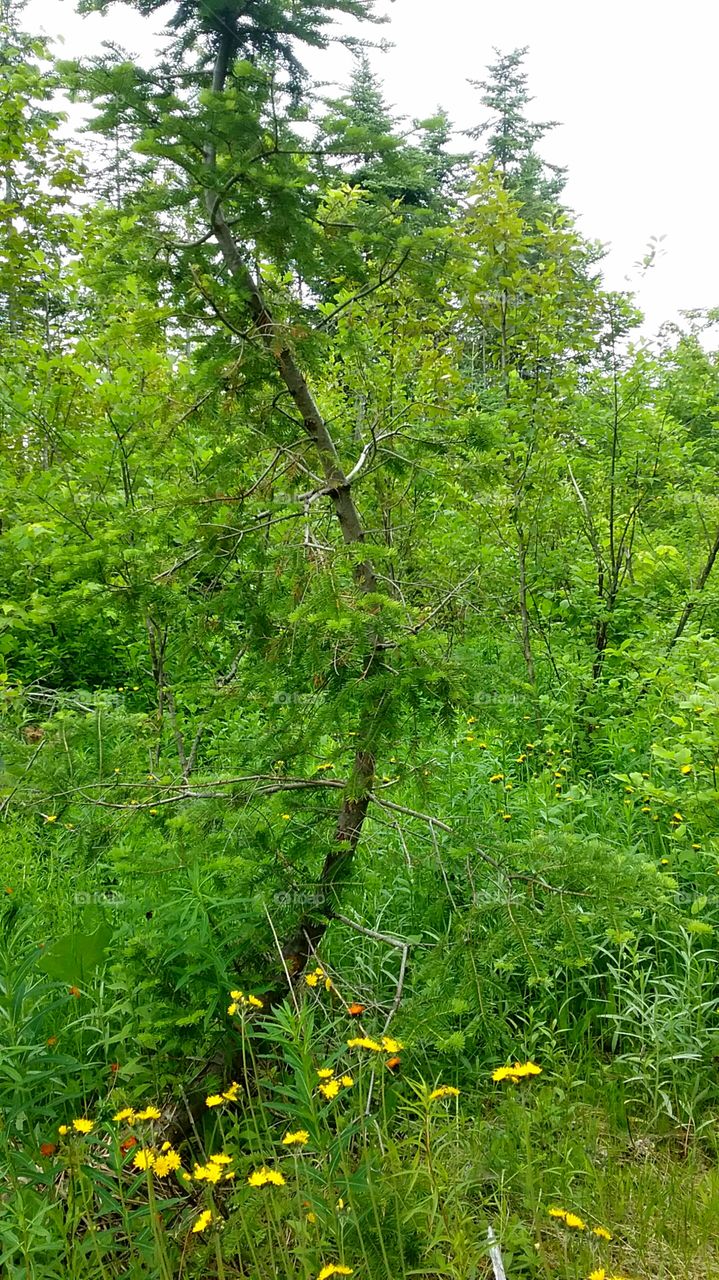 bend or break- this tree chose bend