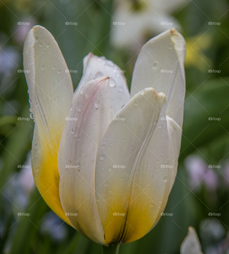 Tulip and water droplets 