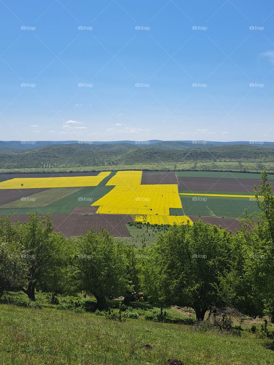 Rape Fields Landscape