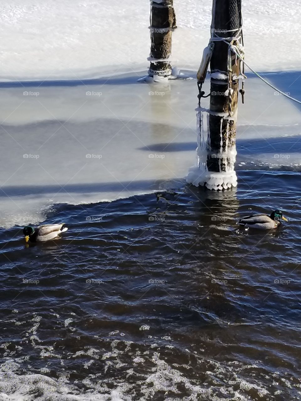 Duck having fun in the cold water .