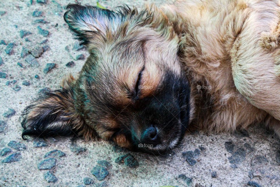 moment of rest for the little dog