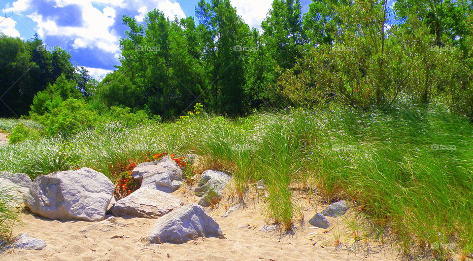Scenic view of forest