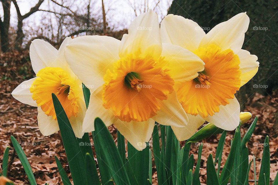 Daffodils