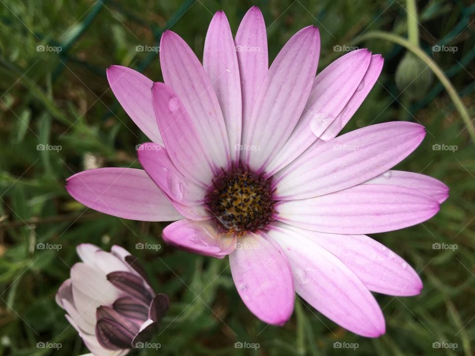 Elevated view of pink flower