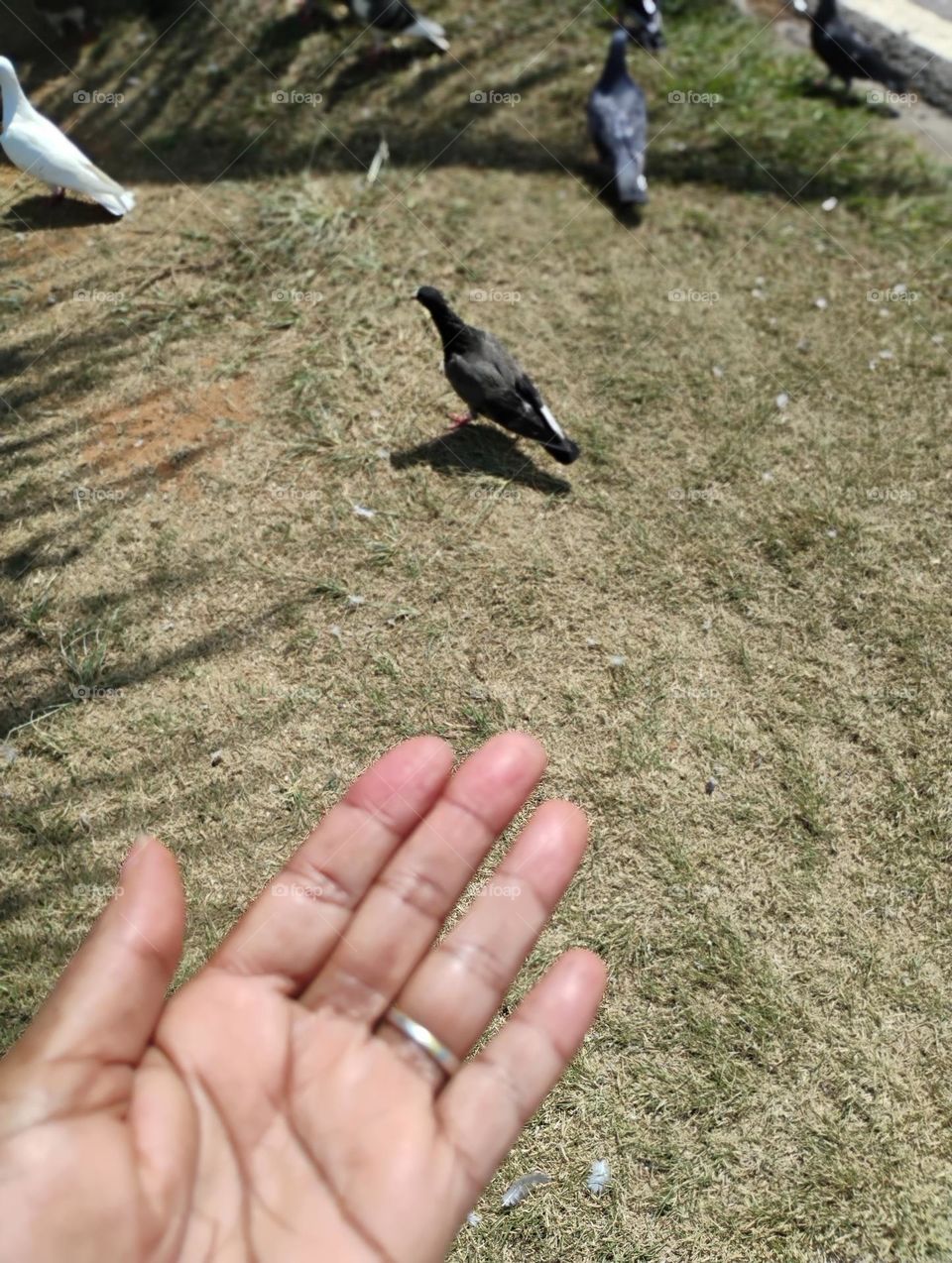 Os pombos são atraídos por locais com comida, proteção e abrigo.