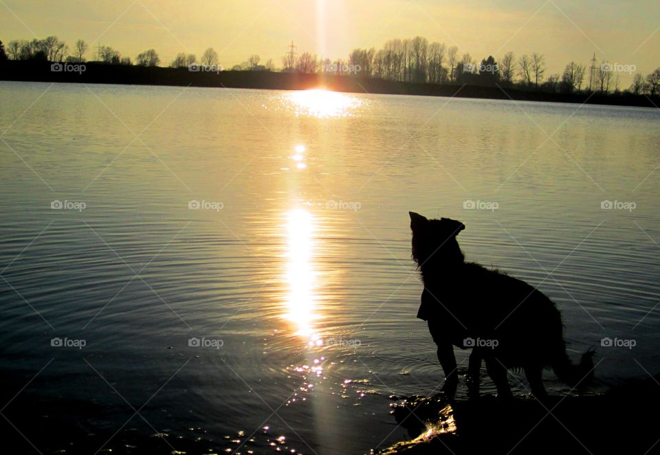 sunset at a lake in bavaria with a dog