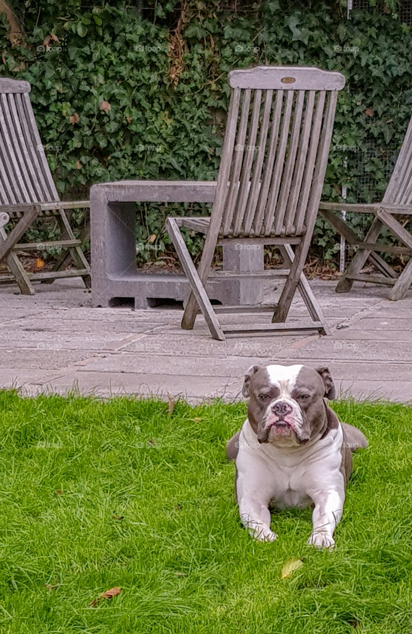 Old English Bulldog relaxing in backyard