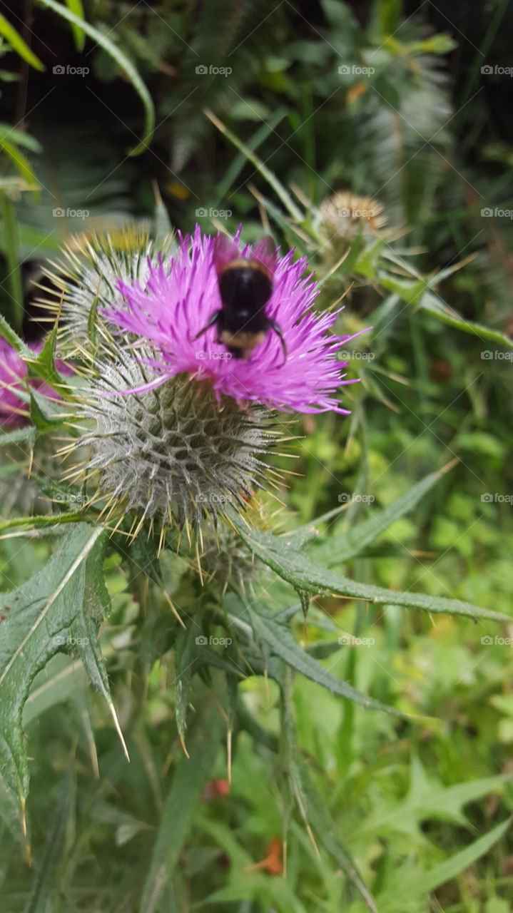 Bee on thistle