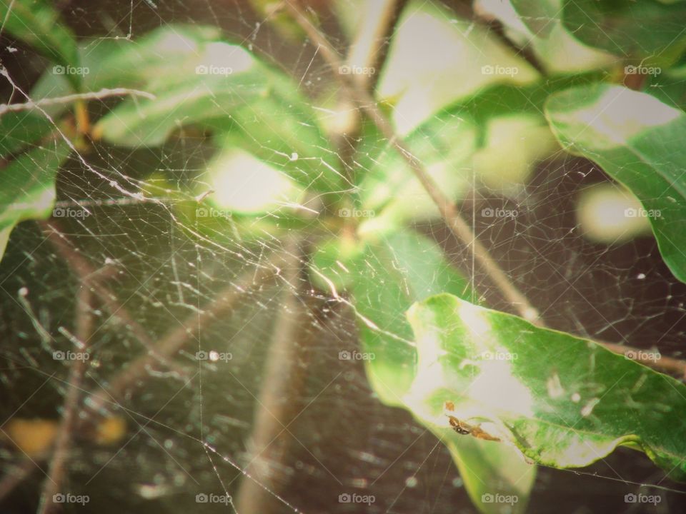 Spider Web in Plant