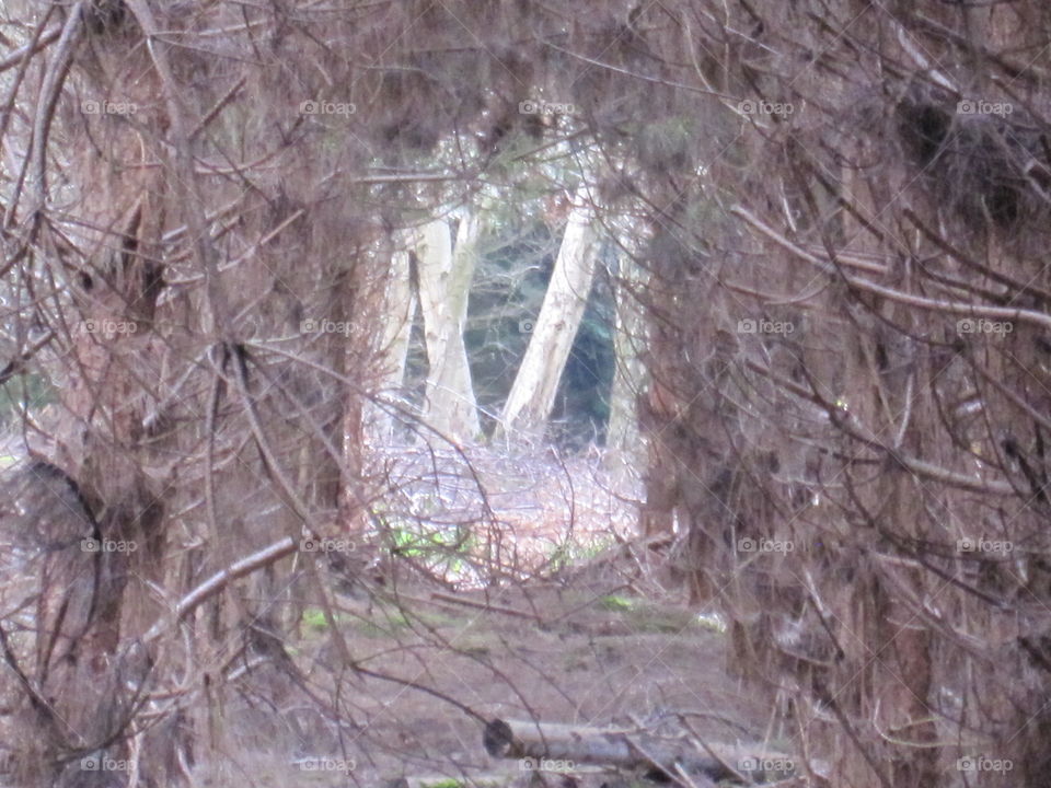 Looking Through Trees