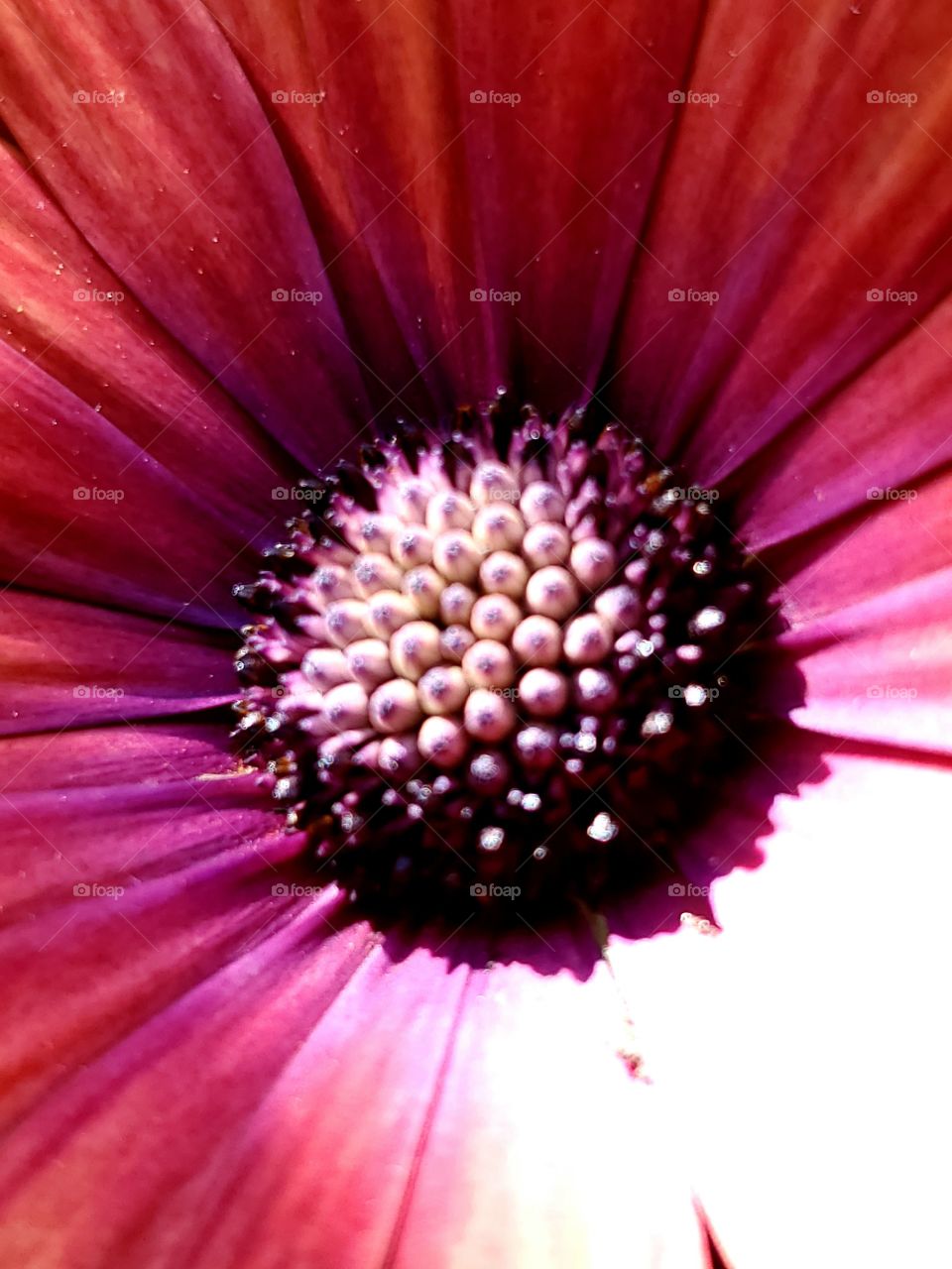 Center of a daisy flower