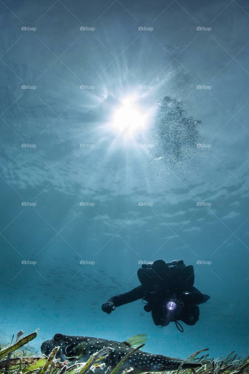 Diver and pufferfish 