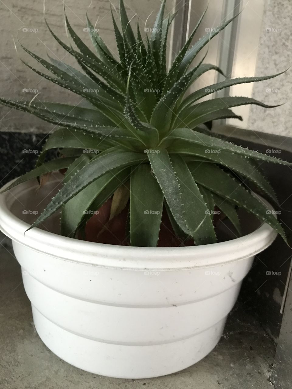 Portrait of  a plant