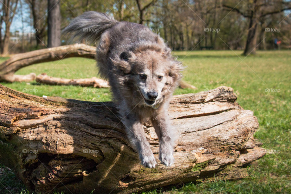 Dog leaping over tree stump