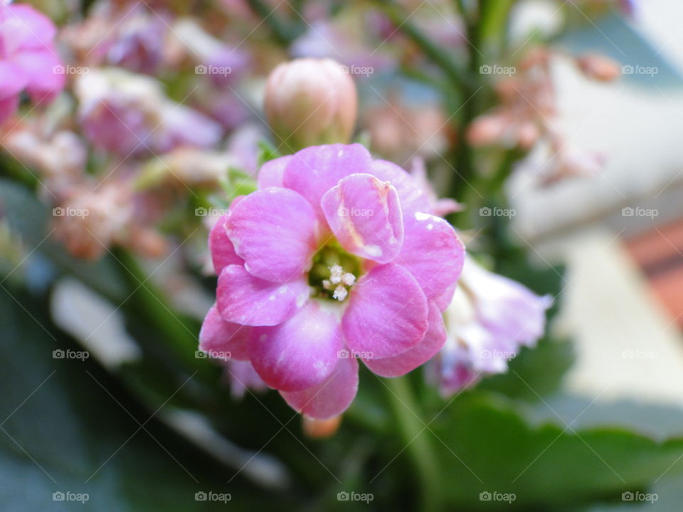 Flower, No Person, Nature, Leaf, Blooming