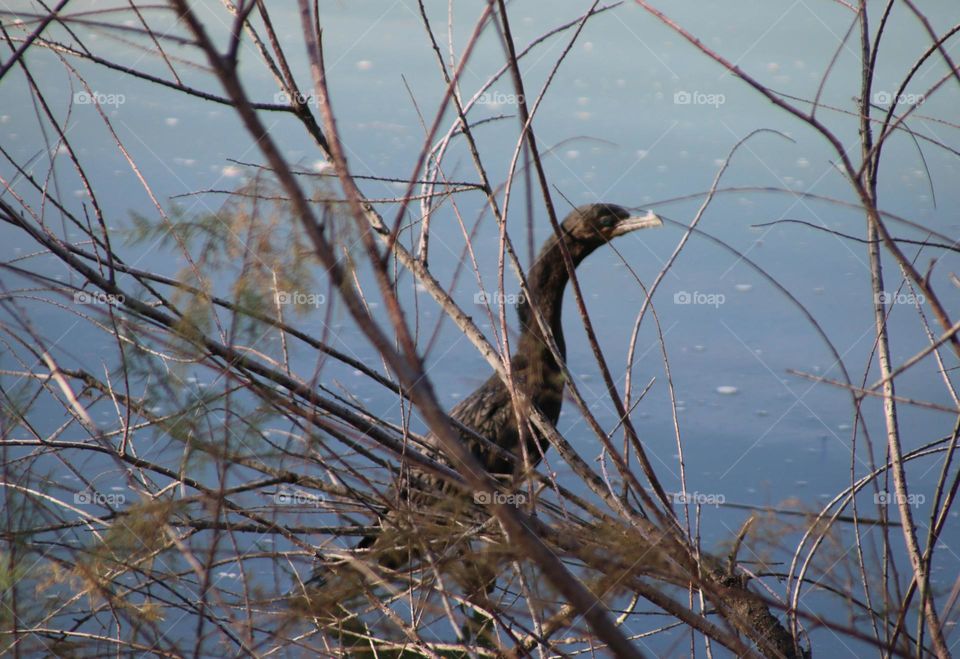 Cormorant in a Tree